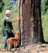 Forest manager assesses tree health and growth in the Almanor Forest. 